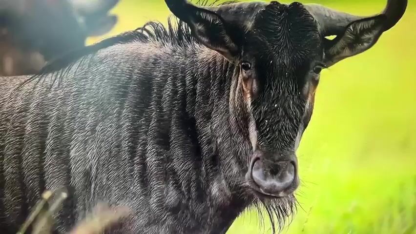 The video displays a close-up, slow-motion shot of a wildebeest in an outdoor environment. The wildebeest is facing the camera with its head slightly tilted. Its fur appears dark and textured, and water droplets are visible on its face and mane, suggesting it might have recently been in water or rain. The background is a blur of green and yellow, indicating a grassy or natural setting. The lighting is soft, highlighting the details of the animal's features, such as its eyes, horns, and muzzle. The overall impression is one of a serene moment captured in nature.