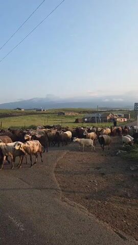 A herd of sheep is crossing a paved road in a rural area. The sheep are of various colors, including white, brown, and black. Some sheep are walking, while others are standing. The road appears to be winding. In the background, there are fields, some scattered buildings, and distant mountains under a clear blue sky. There is a signpost on the right side of the road. The lighting suggests it is either early morning or late afternoon.