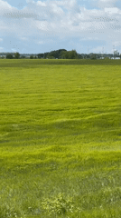 Barley field captured swaying in wind under cloudy skies