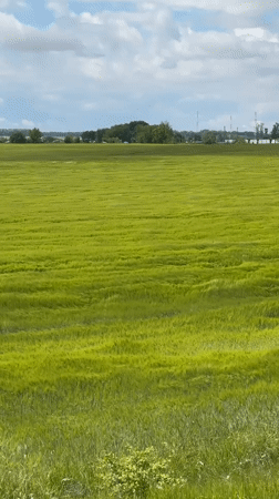 Barley field captured swaying in wind under cloudy skies