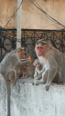 Morning street life captured in Puttaparthi: monkeys, vendors, statues