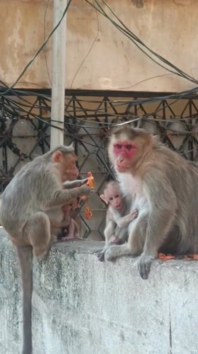 Morning street life captured in Puttaparthi: monkeys, vendors, statues