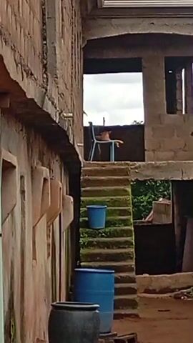 The video shows an outdoor view of a partially constructed building. In the foreground, to the left, is a wall made of brick or stone, with some external pipes running down it. There are also some large, dark, round containers on the ground. In the center, there is a set of outdoor stairs leading up to a higher level of the building. The stairs are made of stone and are overgrown with moss. There are two blue buckets on the stairs. At the top of the stairs, on a balcony or landing, is a blue chair. A person is sitting on the chair, facing away from the camera. The building appears to be made of concrete blocks, and some areas are unfinished. To the right of the stairs, there is an opening into another part of the building. Beyond the building, there is a wooden fence and some trees. The ground is dirt and gravel. The sky is overcast.