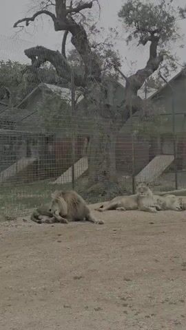 This video depicts a pride of lions resting in an outdoor enclosure, likely within a zoo or safari park located in Fasano, Italy. The scene takes place during the daytime, under what appears to be an overcast sky, contributing to the diffused lighting.

On the left side of the frame, a large male lion with a prominent mane is lying down. He is seen gently interacting with or possibly grooming a smaller lion or cub positioned closely beside him. To the right, at least three lionesses are spread out on the sandy or dirt ground, all appearing calm and relaxed as they rest.

The background features a large, old tree with striking, gnarled branches. Behind the lions and the tree, a wire mesh fence encloses the habitat. Beyond the fence, several small buildings, possibly shelters or utility structures, are visible, featuring light-colored walls and green roofs. The ground where the lions are situated is a dusty, light brown dirt surface. The overall impression is one of peaceful animal behavior within a contained environment. No visible text is present in the video.