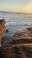 Dogs play on Indonesian beach as locals gather roadside