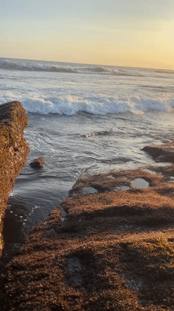Dogs play on Indonesian beach as locals gather roadside