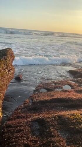 Dogs play on Indonesian beach as locals gather roadside