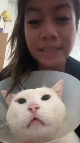 Woman shows affection to recovering cat in Jakarta