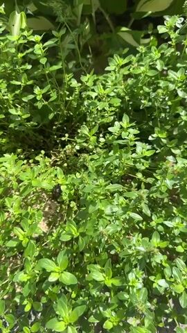 The video shows a close-up view of green plants growing outdoors. The plants are lush and appear to be in sunlight. The camera pans slowly across the foliage, revealing different textures and shades of green. In the background, there are hints of other plants and what looks like a stone or rock. The scene is peaceful and natural, suggesting a garden or a natural setting.