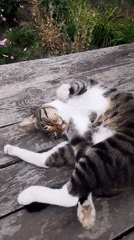 Lazy afternoon on a Ukrainian farm: cat and chickens at rest