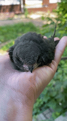 A quiet morning in Chaikovsky: a bird in hand, resting indoors