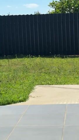 The video shows a backyard scene on a sunny day. A black metal fence runs across the background. In front of the fence is a patch of green grass with some weeds. A light-colored concrete area is visible in the foreground, bordered by large, dark gray tiles. There are no people or animals visible in the frame, and no actions or interactions are occurring. The environment appears to be dry and well-lit by the sun.