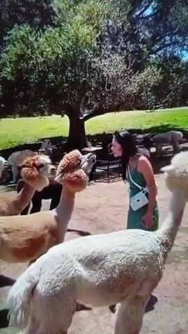 A video depicts a group of alpacas in an outdoor setting. Several alpacas with different colored fleece – white, tan, and black – are visible. A woman wearing a green dress and carrying a white purse stands among the alpacas. The environment appears to be a grassy area, possibly a park or farm, with a tree in the background. The camera focuses on a white alpaca and then shifts downward to show a person's feet with blue and white shoes.