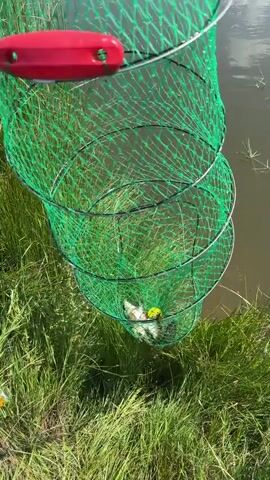 The video shows a person's legs and a fishing net filled with fish. The net is green and circular, with metal rings at the top and bottom. It is lying on the ground, surrounded by grass and some water. Several fish, of varying sizes, are visible inside the net, along with what appears to be a yellow fishing bobber. The person's legs are visible at the bottom of the frame, wearing dark-colored shorts. The camera is looking down into the net.