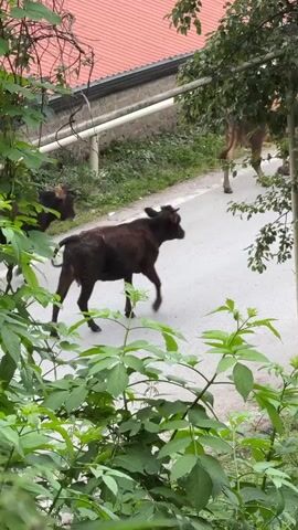 Three cows are walking across a paved road in a rural area. The cows are a mix of brown and dark brown colors. They appear to be walking from left to right in the frame, with the leading cow in the center of the road. The road is surrounded by lush green foliage, and trees line the right side of the frame. In the background, a building with a red-tiled roof is visible. A white pipe runs along the side of the road near the building. The overall scene suggests a tranquil, natural setting, likely in the countryside. The lighting suggests it is daytime, possibly overcast or early morning/late afternoon given the diffused light. There is no visible text in the media. The cows are moving calmly, suggesting no distress or urgency.