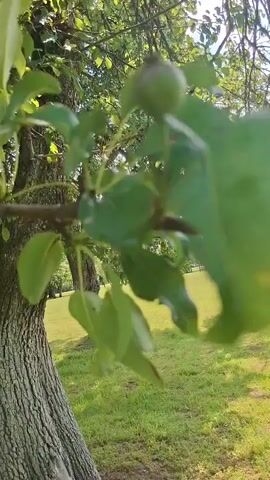 The video shows a close-up of a branch of a tree with green leaves and a small green fruit. The branch is in the foreground and is out of focus. In the background, there is a tree trunk and a grassy area with sunlight filtering through the leaves. Further in the background, there are more trees and a hint of a structure with a red roof and an orange object, possibly part of a playground or park equipment. The scene appears to be outdoors on a sunny day.