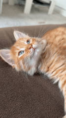 Orange kitten rests on sofa in Khimki, Russia