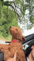 Dog enjoys sunroof ride on Montenegro road trip
