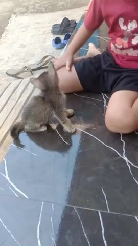 A young person is sitting on a marbled floor and petting a small, scraggly, gray kitten. Several pairs of shoes and sandals are visible on the patio behind them.  The kitten is standing on the floor and looks up at the person. The person is petting the kitten's back.