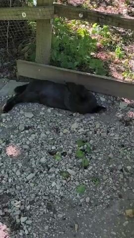 A black rabbit is shown lying on its side in the gravel, before it gets up and hops away.
