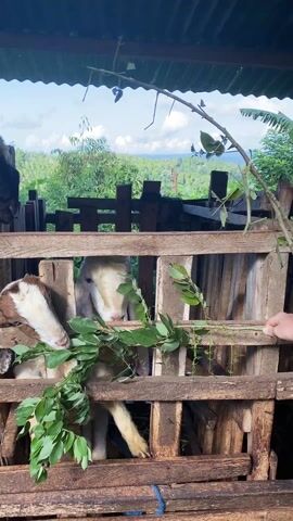 The video shows two goats in a wooden pen being fed leaves by a person. The goats are visible behind wooden slats. One goat is mostly white and the other is brown and white. The person is holding a leafy branch. The background shows a lush green landscape under a partially cloudy sky. The pen has a metal roof over it.