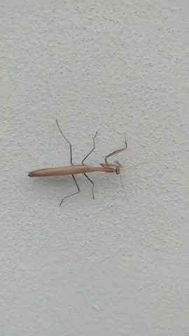 A brown praying mantis is visible on a white wall. The insect is positioned horizontally in the center of the frame, its legs gripping the textured surface. Its body is elongated, with a long abdomen and a triangular head. The praying mantis's forelegs are held up in a characteristic posture. The lighting is even, illuminating the insect and the wall. The video appears to be a static shot.