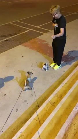 Two Chihuahuas and their owners are on a concrete path with yellow and white striped markings. The scene appears to be outdoors, possibly a park or walkway, with a paved area in the background. The lighting suggests it is evening or nighttime, with artificial light sources illuminating the area.

One woman, wearing a black t-shirt, black pants, and bright yellow sneakers, is holding a leash attached to one of the dogs. She is smiling and looking down at the dogs. The other dog is a lighter color and is wearing a harness. The second dog is facing the woman and appears to be responding to her.

A second person, a younger individual, is crouched down and reaching out a hand towards the second dog. They are wearing a tie-dye t-shirt and white pants with white sandals. They are also interacting with the dogs, possibly playing or training them. Both dogs are small and appear to be Chihuahuas. The overall mood seems playful and happy, with the owners enjoying their pets. There is no visible text in the video.