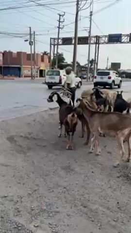 A group of goats stands at a street corner in an urban area. The goats are a mix of colors, including brown, black, and white. An elderly man stands among the goats, seemingly guiding them. Cars and vehicles pass by on the road. The environment appears to be a commercial area with buildings and power lines visible in the background. The goats seem to be temporarily stationary in a gritty, roadside location, near the corner of a street.