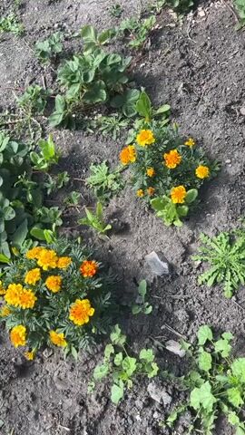 This is a vertical, high-angle shot of a garden bed. The ground is dark, dry soil with some small rocks and cracks visible. There are several plants with green leaves, some of which appear to be strawberry plants, and some smaller weeds. Two clusters of small, orange and yellow flowers, likely marigolds, are prominent in the center-left and center-right of the frame. In the bottom left corner of the frame, a portion of a pink sandal is visible, suggesting someone is standing in or near the garden. The sun is shining, casting shadows and illuminating the scene.