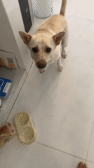 Dogs and cats interact during early morning in Mũi Né home