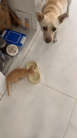 Dogs and cats interact during early morning in Mũi Né home