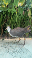 Waterbirds forage around pools in Kuta Selatan resort area