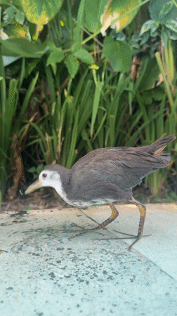 Waterbirds forage around pools in Kuta Selatan resort area