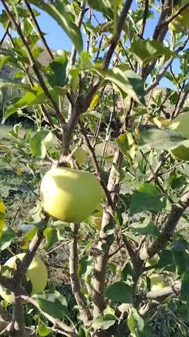 The video shows a close-up of a young apple tree with several green apples on its branches. The camera slowly pans upwards, revealing more of the tree and its surroundings. The background appears to be a rural landscape with hills and vegetation. The lighting suggests it is daytime, with the sun casting shadows. The focus is primarily on the apples and the branches of the tree.