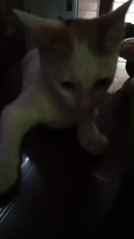 A white and orange kitten is captured in a low-angle close-up shot. The kitten is positioned centrally, with its body angled slightly to the right. Its front left paw is extended forward, resting on a dark, textured surface that appears to be a table with horizontal ridges. The kitten's head is lowered, and its eyes are partially closed, suggesting a relaxed or sleepy state. The background is dark and out of focus, with hints of what could be furniture or a doorway visible. The lighting is dim, casting shadows and highlighting the kitten's white fur and orange markings on its head.