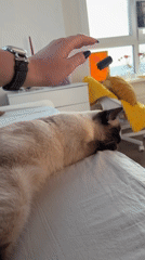 Siamese cat receives gentle petting on bed during daylight