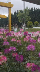 Early morning park scenes captured in Da Lat, Vietnam