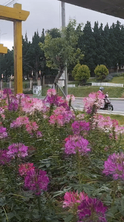 Early morning park scenes captured in Da Lat, Vietnam