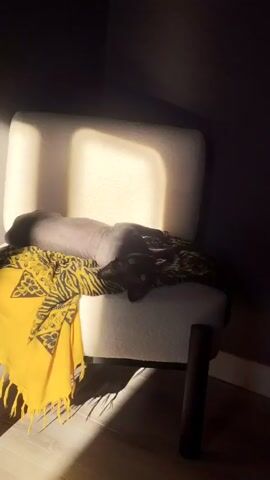 A hairless dog is lying on a white chair, on top of a yellow and black scarf.  Sunlight is shining on the chair and dog. The room is dark.