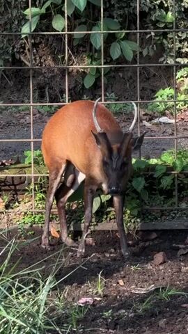 A medium shot captures a young male muntjac deer with small, curved antlers standing in what appears to be a zoo enclosure. The deer has reddish-brown fur and dark facial markings. Its head is lowered, and it is looking directly at the camera. The setting is outdoors, with dirt and sparse green vegetation on the ground. In the background, a wire fence runs horizontally across the frame, with lush green foliage visible beyond it. The lighting suggests it is daytime, with shadows indicating sunlight. The overall mood is calm, with the deer appearing alert but not distressed. No text is visible in the media file. The location is identified as Tempurejo, Indonesia.