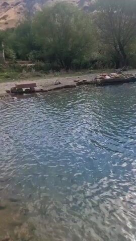 A body of water is shown. In the water, many small fish are visible. The water is clear and appears to be a river or stream. Along the bank of the water, there are rocks and vegetation. In the background, there are hills and trees. The sky is cloudy. The overall scene is peaceful and natural.