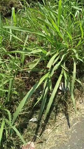 The video shows a close-up of green grass and some debris on the ground. A person's foot is visible in the bottom left corner of the frame. The lighting suggests it is daytime, and the overall environment appears to be outdoors.