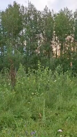 The video shows a view of a forest edge with tall trees in the background and thick undergrowth in the foreground. The sky above is overcast. Sunlight filters through the trees in the distance, suggesting it might be late afternoon or early evening. The undergrowth consists of various types of green plants and tall grasses. There are no people or animals visible in the scene. The overall impression is of a natural, untamed landscape.