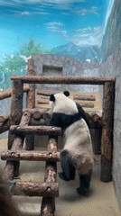 Panda feeds, climbs structures at Moscow zoo facility