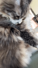 Cat grooming and napping observed in French home