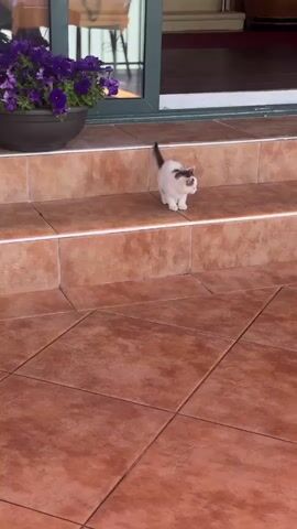 A small, white kitten with black/dark spots descends two steps made of brown tiles. To the left of the steps, a potted plant with purple flowers is visible. After reaching the lower tiled floor, the kitten walks towards a table covered with a gold-patterned tablecloth. It then proceeds to walk underneath the table. The setting appears to be an outdoor patio or entrance area, possibly for a restaurant or cafe, in Vranjina, Montenegro, under bright daylight conditions.
