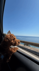Puppy enjoys coastal car ride along Montenegro's sunny Adriatic shore