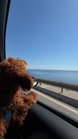A furry brown puppy hangs his head out the open window of a car traveling on a road alongside the ocean on a bright sunny day. The sky is cloudless and a brilliant blue. The dog is in the back seat, wearing a blue collar, facing forwards and looking toward the sea. A guardrail separates the road from the beach area below. Beyond that is the blue sea. The car drives by a yellow and red triangular road sign indicating a road intersection. In the side mirror of the car the driver is visible taking a photograph.