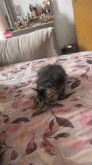 Cats play and rest on bed in Marrakesh bedroom