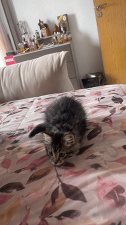 Cats play and rest on bed in Marrakesh bedroom
